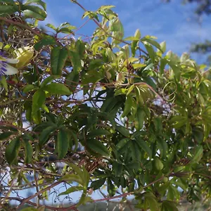 https://villa-saudade-casa-entre-encinas.es-andalucia.com